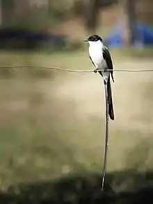 Fork-tailed flycatcher in Colombia