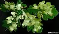 Leaf mine on Quercus robur