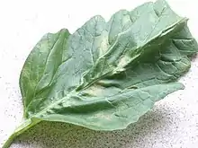 Topside of tomato leaf infected by "Passalora fulva"