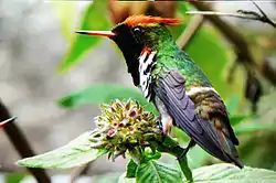 A perched male Lophornis magnificus