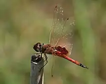 Male viewed from the side