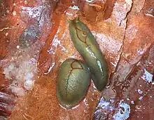 Two individuals of Triboniophorus graeffei on Angophora costata bark, Chatswood West, NSW, Australia