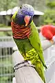 Coconut lorikeet