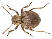 Trigonogenius globulus