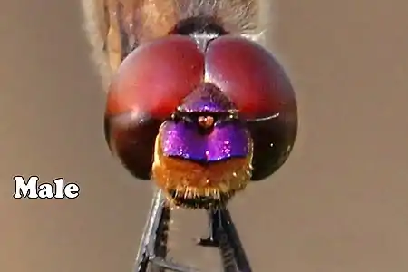 Male