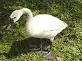 Whistling swan, C. c. columbianus