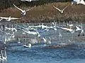 Tundra swans alight at Mattamuskeet National Wildlife Refuge in North Carolina