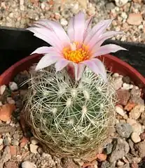 Turbinicarpus saueri subsp. knuthianus