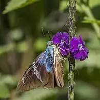 A. f. azulCosta Rica