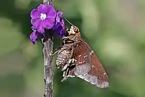 A. f. azulCosta Rica