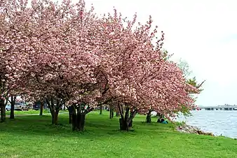 Cherry blossoms bloom by the thousands every spring in Washington, D.C.