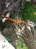 Urothemis signata at Vechoochira, Kerala, India.