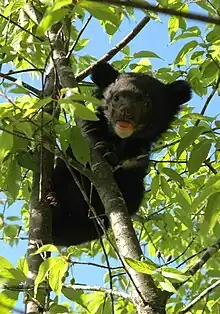 A bear cub climbing in a tree