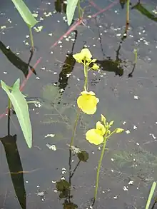 Utricularia aurea and Ipomoea aquatica