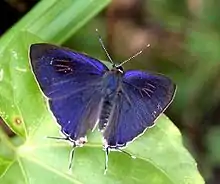 Upperside