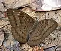 At Jairampur, Arunachal Pradesh, India