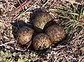 Eggs in a nest