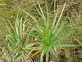 Plants in the mountains