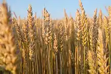 Blé (Wheat)