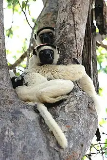 Verreaux's sifaka at Kirindy