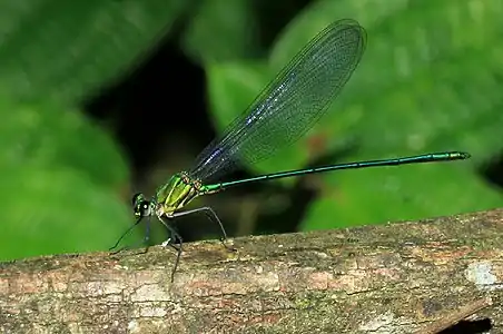 Male (sub-adult)