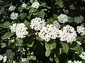 Viburnum tinus (Adoxaceae)