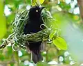 Male constructing a nest, Ghana