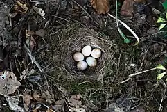 Bird nest with brown marbling eggs of a robin