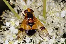 Volucella