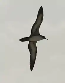 Profile in flight, Hawaiian Islands