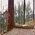 the tallest tree in Germany with sun lounger