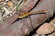 Immature male