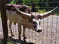 An Ankole-Watusi at an enclosure at a zoo.