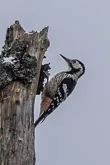 Drawing of a pair of woodpeckers