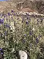 White and blue Big Bend Bluebonnets in the wild, Presidio County, Texas.