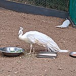 White Peacocks enclave.