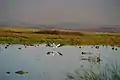 American white pelican landing by San Francisco Bay, Santa Cruz Mountains in background