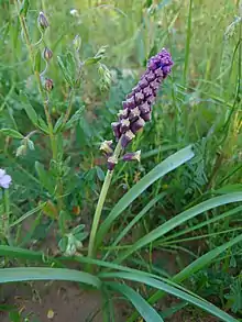 Wild Bellevalia in Behbahan II