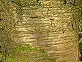 Lenticels on wild cherry or gean