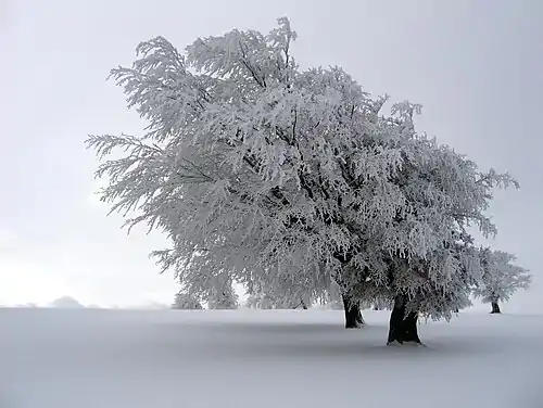 Image 51Winter is one of the four seasons of temperate zones. Meteorological winter is the season having the shortest days (which vary greatly according to latitude) and the lowest temperatures. (Credit: Richard Fabi.) (from Portal:Earth sciences/Selected pictures)