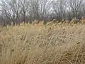 The Jordan River Parkway wetlands nature preserve in Murray-Taylorsville area