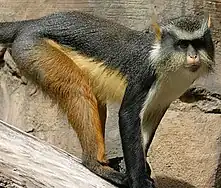 Wolf's mona monkey