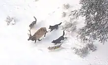 Aerial photograph a bull elk in winter being pursued by four wolves