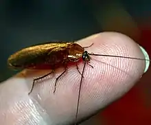 Pennsylvania Wood Cockroach