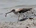 Eating ragworm in Shōnai River, Japan.