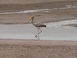 Juveniles have grey backs, mature birds have white backs