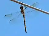 Female in Cairns