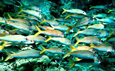 Image 30The yellowfin goatfish changes its colour so it can school with blue-striped snappers (from Coastal fish)