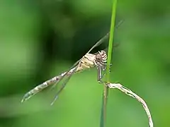 Front quarter of teneral female Hemigomphus comitatus