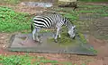 Zebra in Thiruvananthapuram Zoo